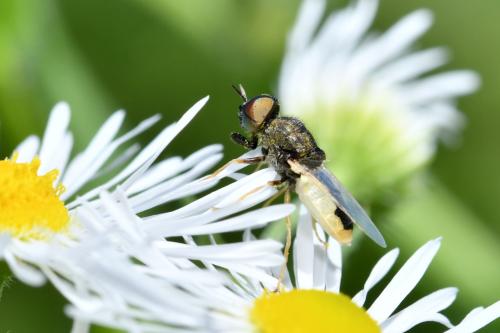 Réf. 206 160 : Oplodontha viridula